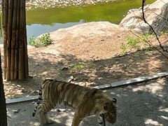 -大连森林动物园