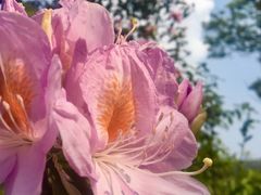 -梧桐山风景名胜区