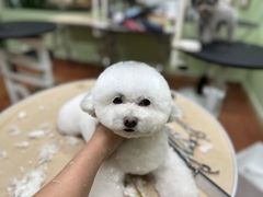 -鑫艺宠物美容培训学校