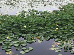-荷塘月色湿地公园·向阳花洲