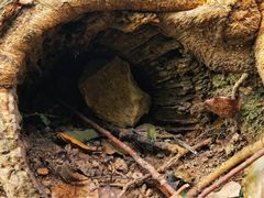 -上海佘山国家森林公园天马山园