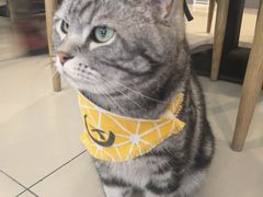-平行世界·猫咖(首经贸店)