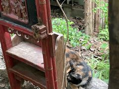 -呀路古热带植物园