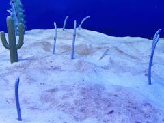 -芜湖新华联大白鲸海洋公园