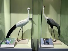 -盐城丹顶鹤湿地生态旅游区