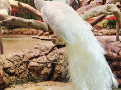 -正佳雨林生态植物园