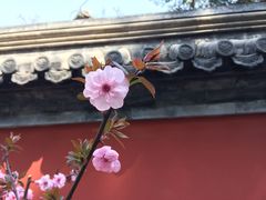 -北京植物园-展览温室