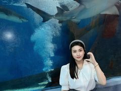 -合肥海洋世界