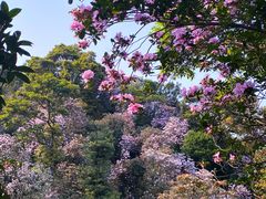 -梧桐山风景名胜区