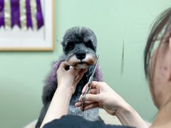 -鑫艺宠物美容培训学校