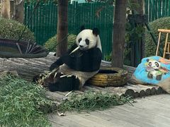 -大连森林动物园