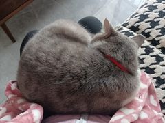 -艾贝尔宠物医院 ·内科全科(梁溪路店)