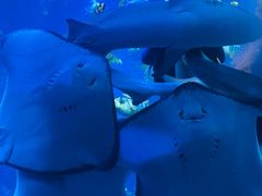 -太平洋海底世界