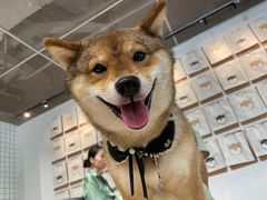 -柴务处·柴犬主题狗咖