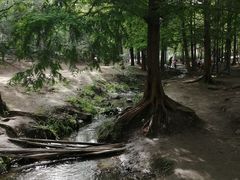 -白水寺森林公园
