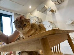 -楼上猫咖(罗湖店)