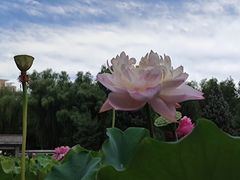 -莲花池公园