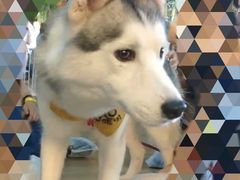 -Husky Go! 哈士奇体验馆·宠物咖啡厅狗咖