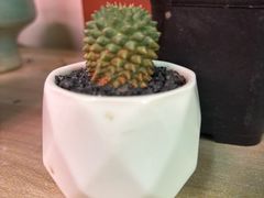-花鸟鱼虫鲜花绿植市场(玉泉路店)