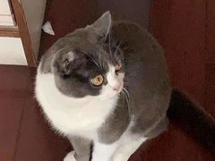 -瑞鹏宠物医院·骨科·猫科·内科(第一中心)