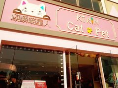 -70cat德文卷毛猫·缅因猫纯种猫舍