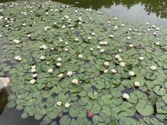 -石家庄市植物园