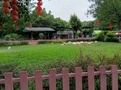 -广州长隆飞鸟乐园
