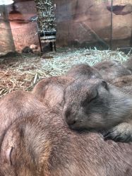 -Zoolung Zoolung动物主题公园(海信广场店)