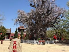 -大槐树寻根祭祖园