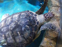 -多彩贵州城极地海洋世界