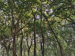-惠山国家森林公园