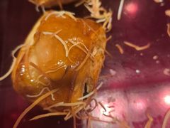 -亚龙湾希尔顿自助餐厅·海鲜·烧烤·沙滩BBQ·现场乐队