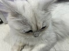 -喵的天空名猫咖啡馆·撸猫·猫舍·用品