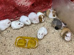 -上海大自然野生昆虫馆
