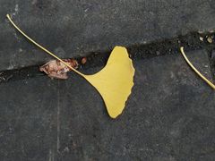 -四川大学(华西校区)