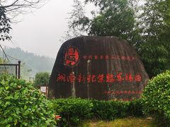 -紫鹊界梯田景区