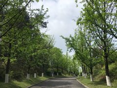 -铁山坪森林公园