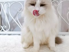 -共舞时光猫咖·狗咖(新街口店)