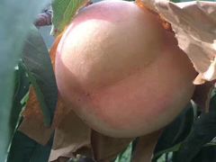 -南汇新场正宗水蜜桃采摘
