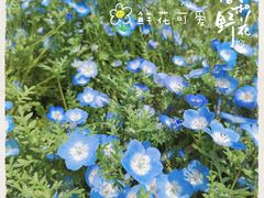 -上海滨江森林公园