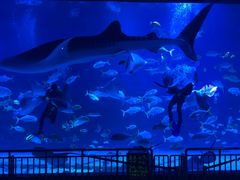 -烟台海昌鲸鲨海洋公园