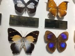 -上海昆虫博物馆