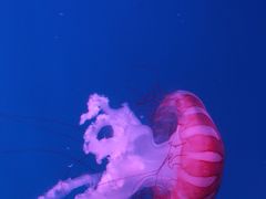 -海合安天津极地海洋公园