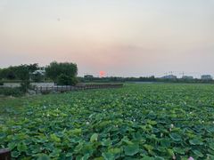 -天津东丽湖风景区