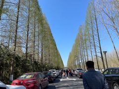 -黄海国家森林公园