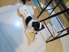 -平行世界·猫咖(首经贸店)