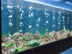 -海玥荟海鲜姿造自助餐厅(欧罗巴广场店)