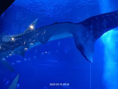 -烟台海昌鲸鲨海洋公园