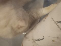 -猫爷宠物生活馆·撸猫馆