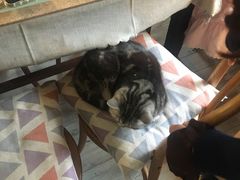 -海边的猫和咖啡馆